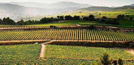 TIERRA DE VINOS